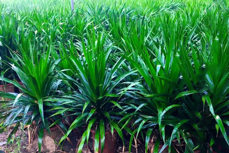 Cây phát tài núi hợp mệnh gì? Giải đáp phong thủy, hướng dẫn chọn & bí quyết trang trí 2025