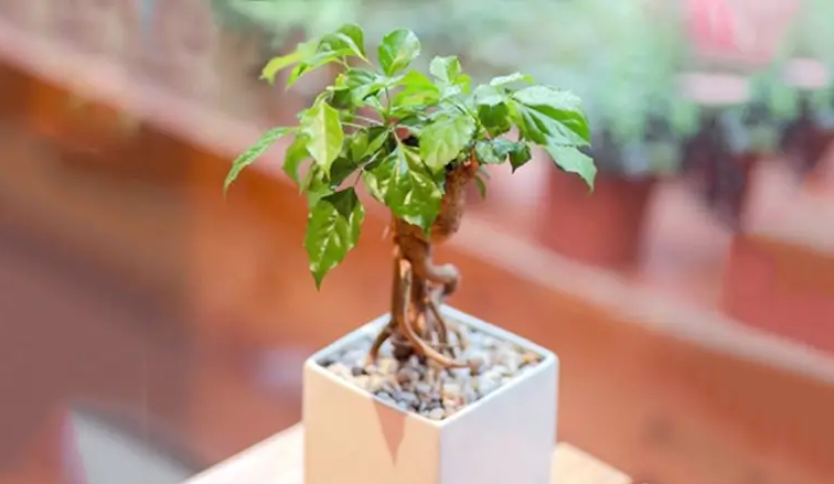 Cây hạnh phúc hợp mệnh gì?