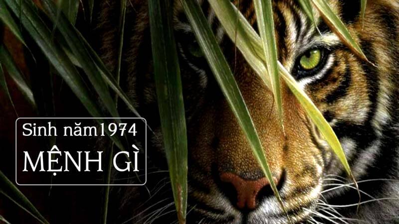 1974 mệnh gì? Giải mã tử vi, phong thủy cho người sinh năm 1974 (Giáp Dần)