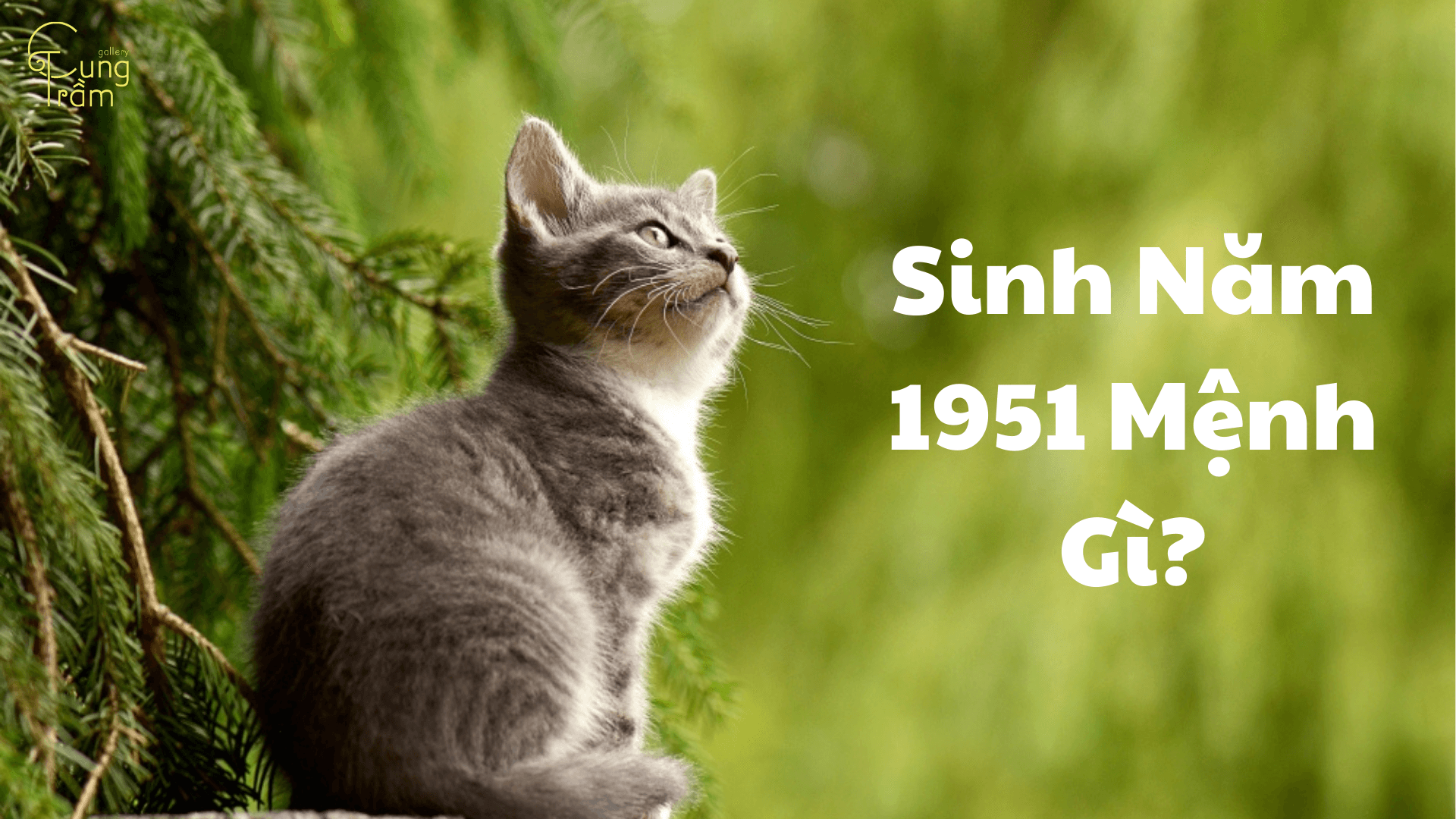 1951 mệnh gì? Luận giải phong thủy tuổi Tân Mão chi tiết [Cập nhật 2025]